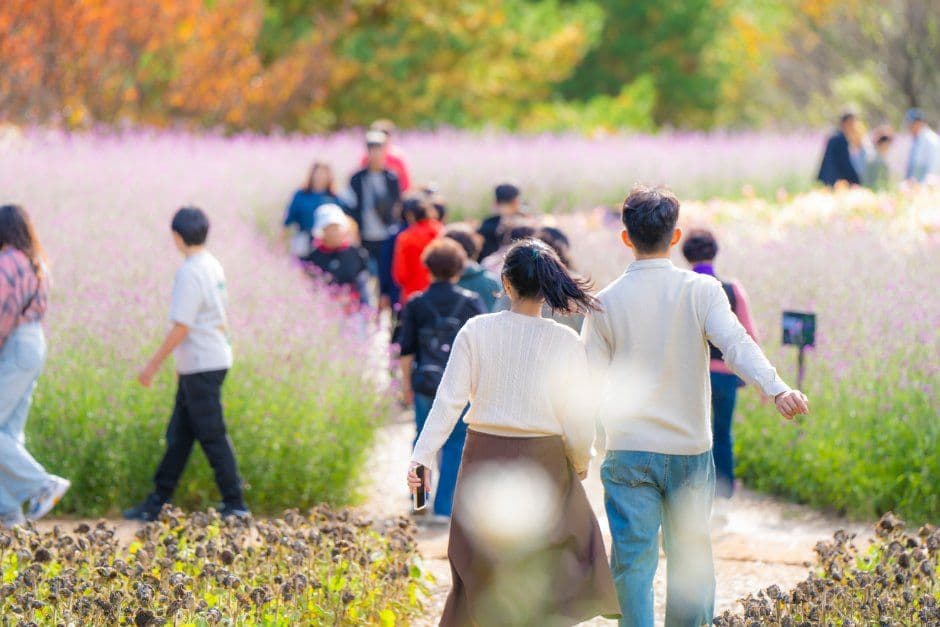 인제가을꽃축제 8