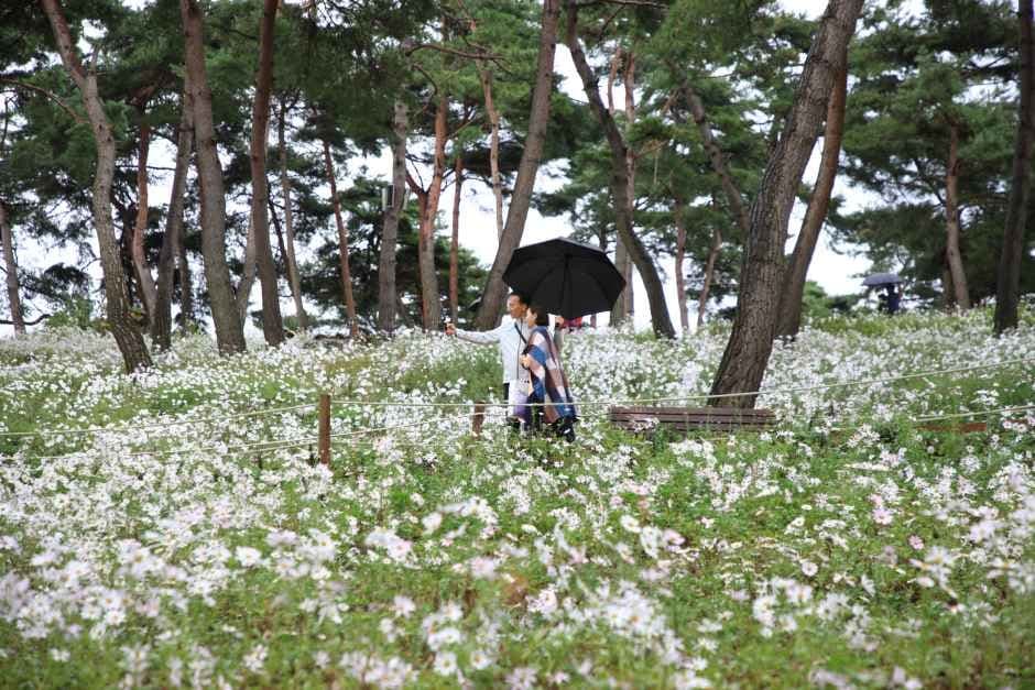 정읍 구절초 꽃축제