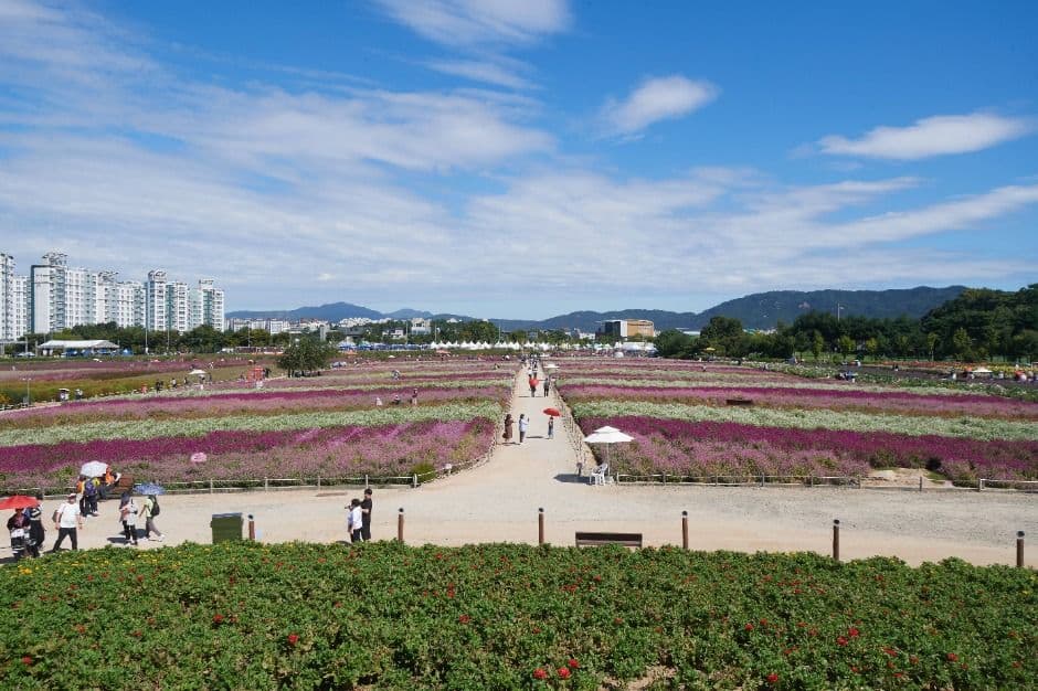 양주 천일홍 가을 페스타