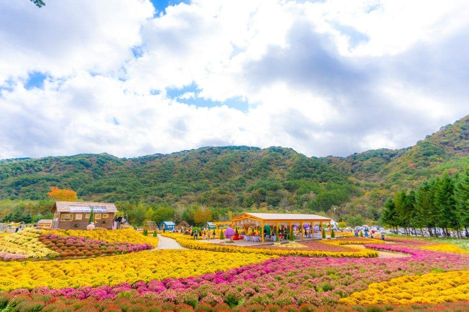 인제가을꽃축제