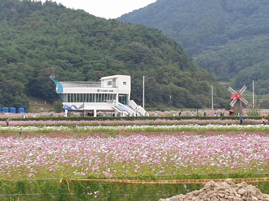 하동 북천 코스모스 메밀꽃 축제 3