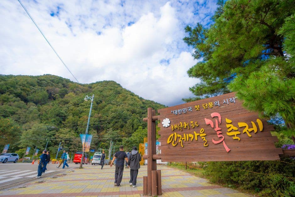 인제가을꽃축제 7