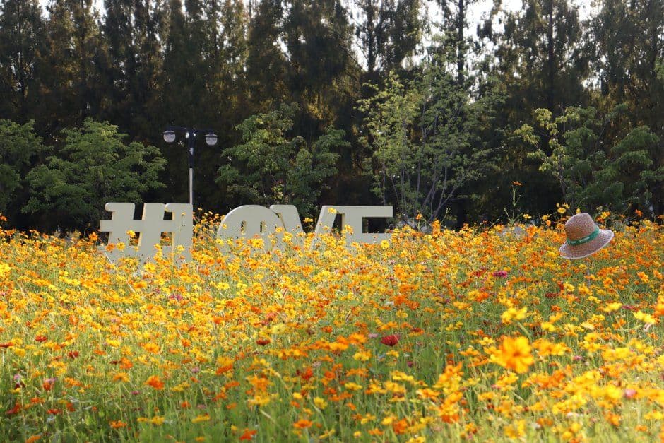 고양가을꽃축제