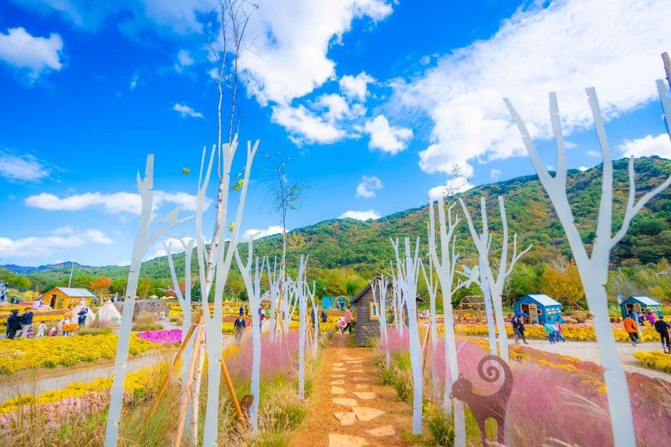 인제가을꽃축제 6