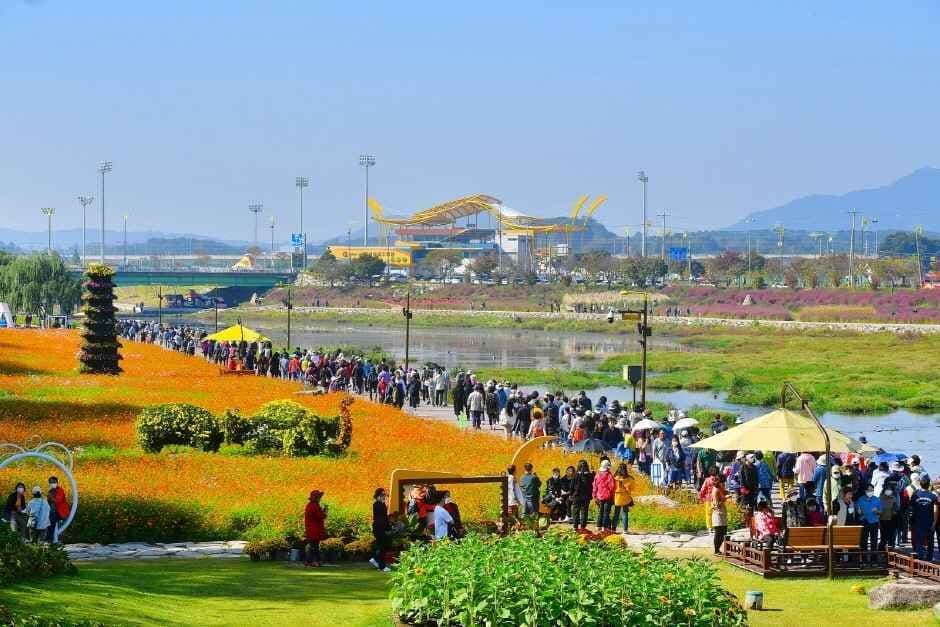 장성 황룡강 가을꽃축제 2