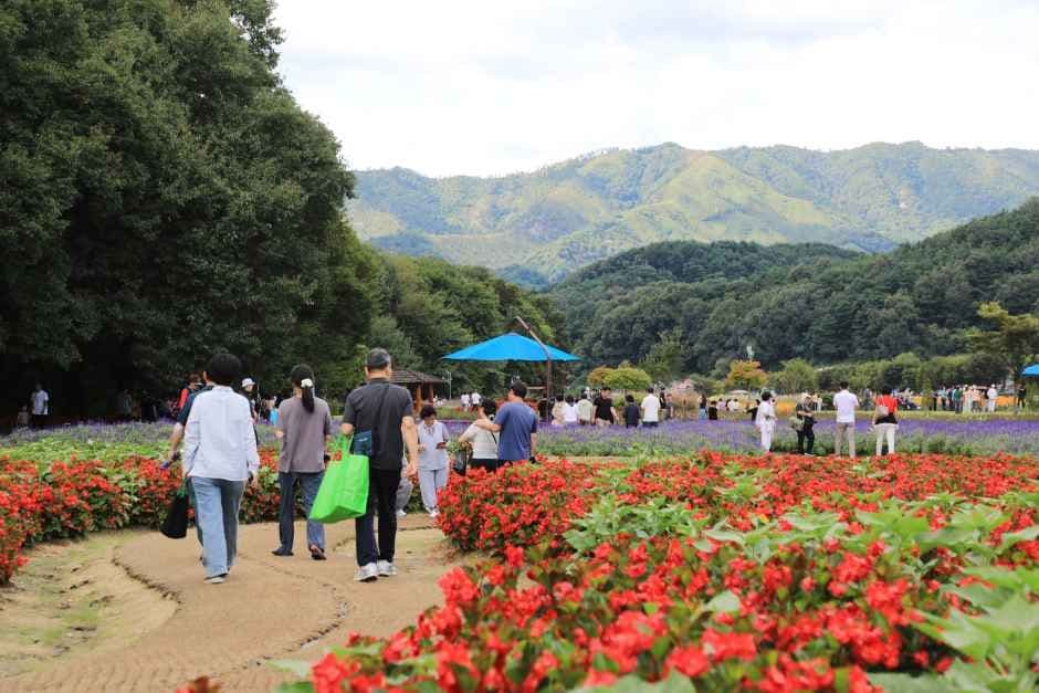 함양산삼축제 9